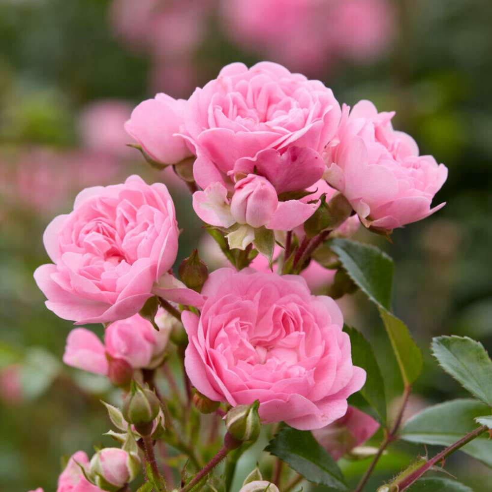 Rose 'The Fairy'